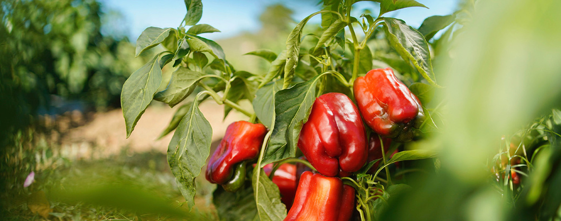 2022_LaSelva_BioLandgut_Anbau_Paprika_II